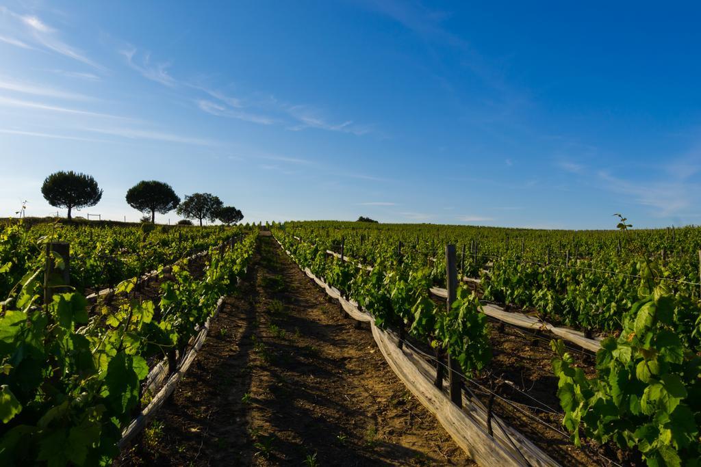 Herdade Da Calada Azaruja Exterior foto